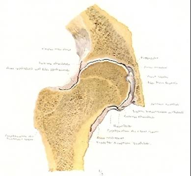 Doorsnede van normaal rechter heupgewricht