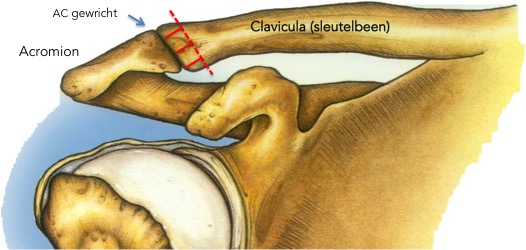 clavicula