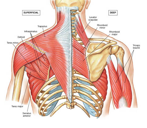 Begeleiden Pak om te zetten selecteer Subacromiaal pijnsyndroom (impingement) - Rijnland Orthopaedie