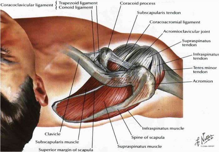 spieren schouder rotator cuff