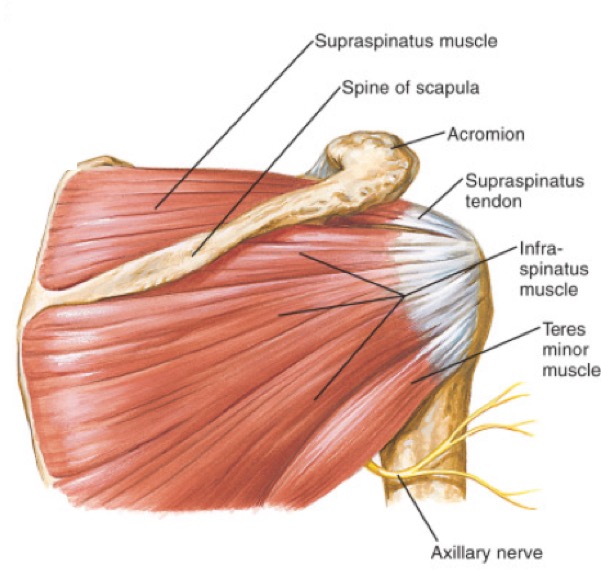 toon Ewell Mantel Scheur in de rotator cuff - Rijnland Orthopaedie