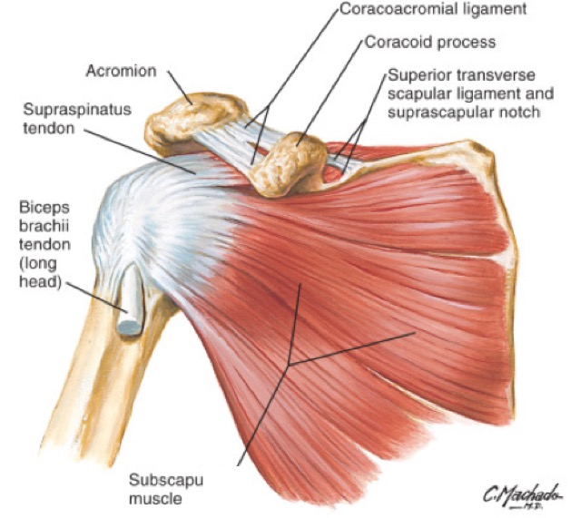 toon Ewell Mantel Scheur in de rotator cuff - Rijnland Orthopaedie