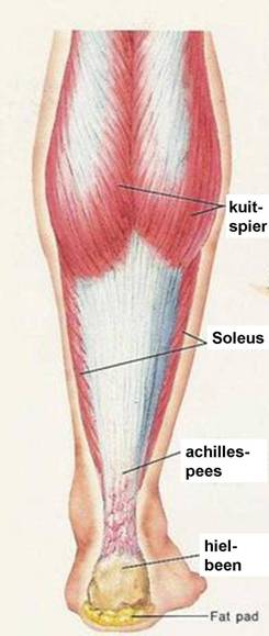 Achillespeesklachten Rijnland Orthopaedie